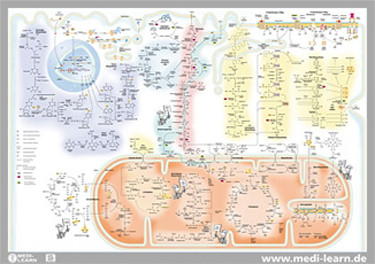 Biochemie-Poster