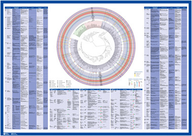 Mikrobiologie-Poster