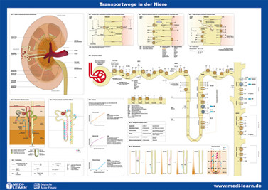 Nephrologie-Poster